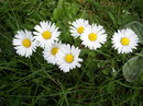 مینای چمنی